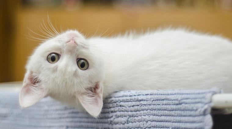Rüyada Kedinin Doğurduğunu Görmek Ne Anlama Gelir? Ne Demek, Neye