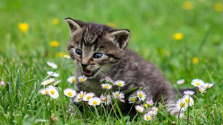 Yavru Kedi İsimleri