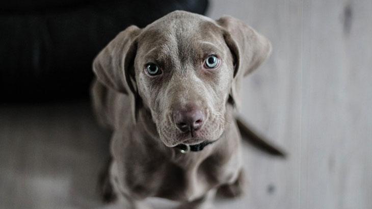 Popüler Köpek İsimleri