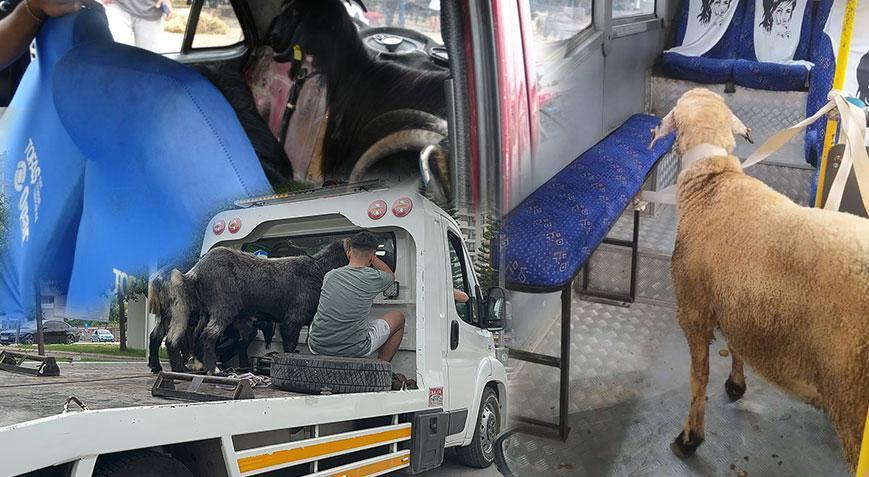 Örümcek Adam kurban pazarında Adana’da bir garip pazarlık