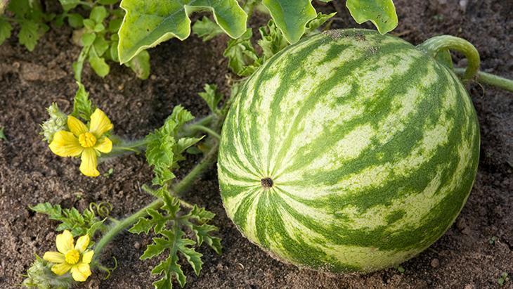 Bir parça karpuzu suya koyun, pembe çıkarsa yemeyin Zehir detayı şaşırtıyor