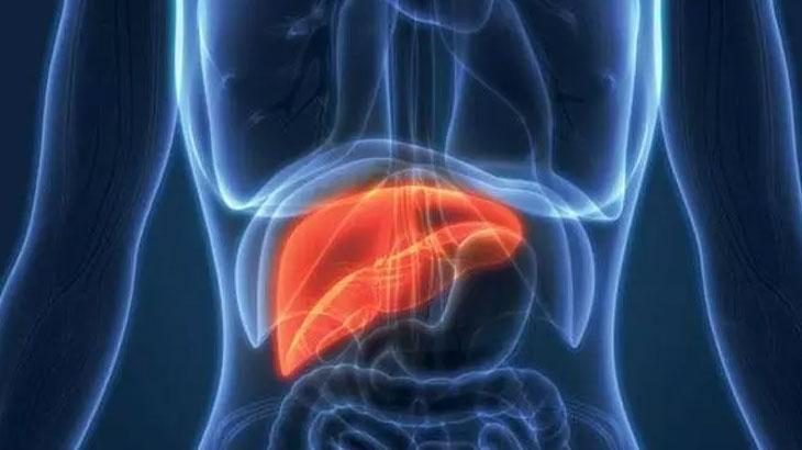 Bu Besinler Karaciğeri Tazeliyor