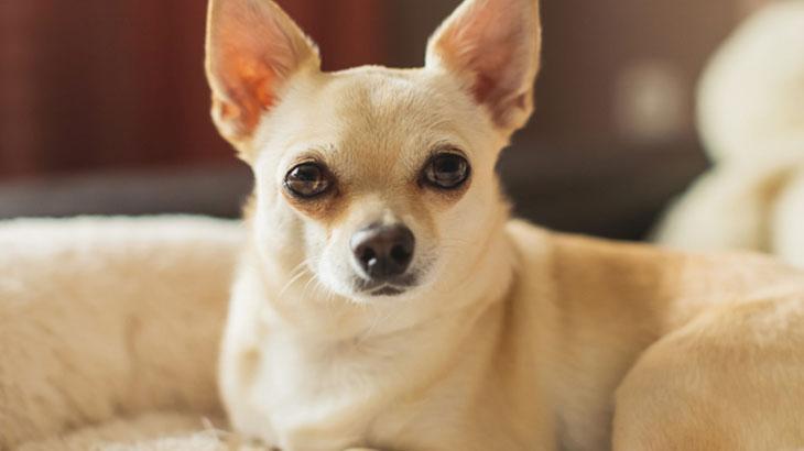 Chihuahua (Şivava) Büyümeyen Bir Köpek Cinsi