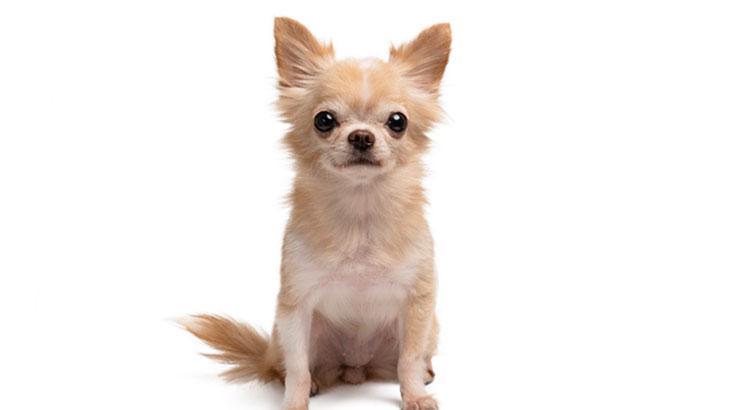 Chihuahua Cinsi Köpeklerin Özellikleri