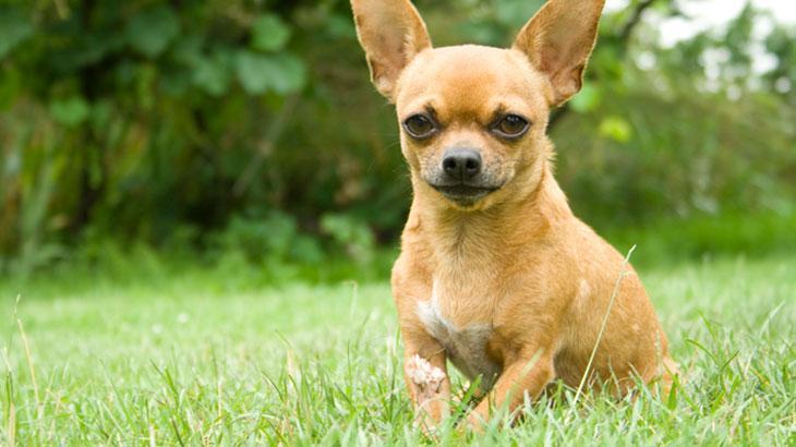 Chihuahua Cinsi Köpeklerin Vücut Yapısı
