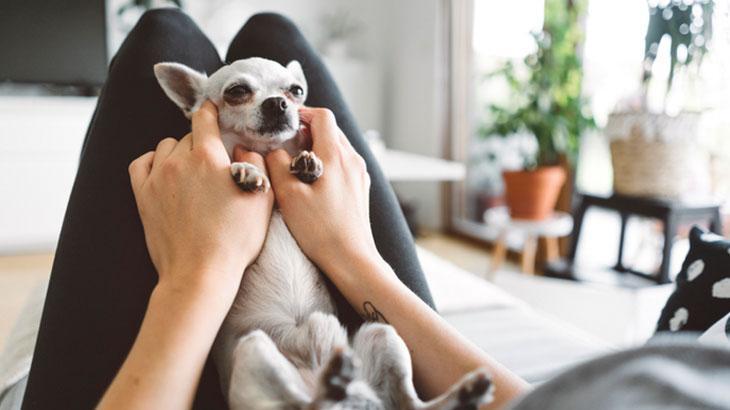 Chihuahua Bakımı Zor mudur
