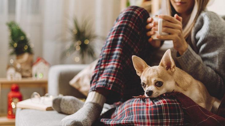 Apartmanda Chihuahua Beslenir mi