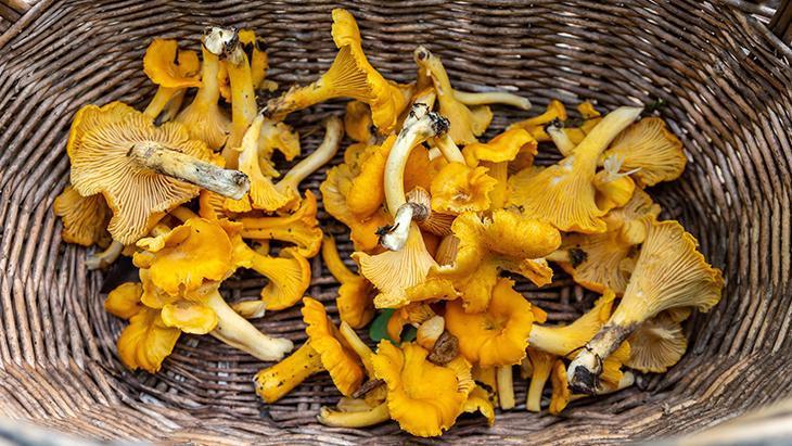 Sonbahara bomba gibi hazırlıyor İçi vitamin dolu, çarşıda pazarda bulması çok kolay