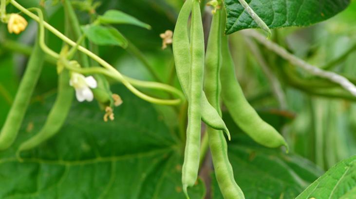 Tırnakları güçlendirir