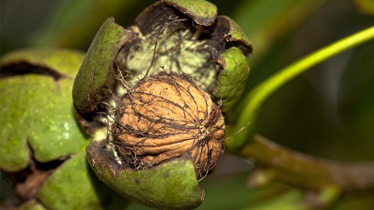 2- Omega-3 ve ALA içerir