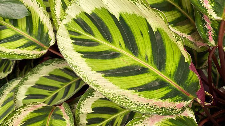 2- Dua Çiçeği (Calathea)