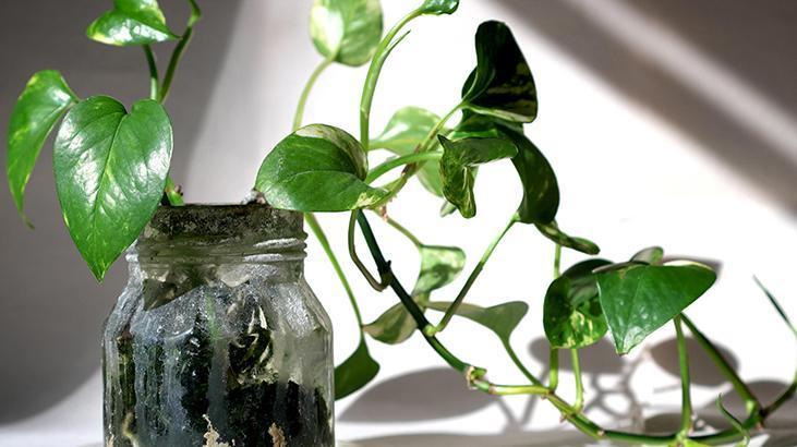 3- Deve Tabanı (Philodendron)