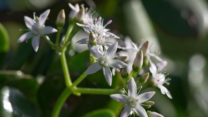 4- Para Ağacı (Money Tree)