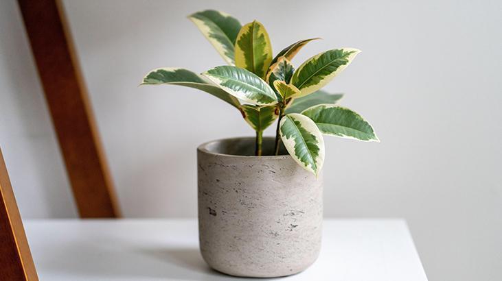 5- Kauçuk Ağacı (Ficus Tineke)