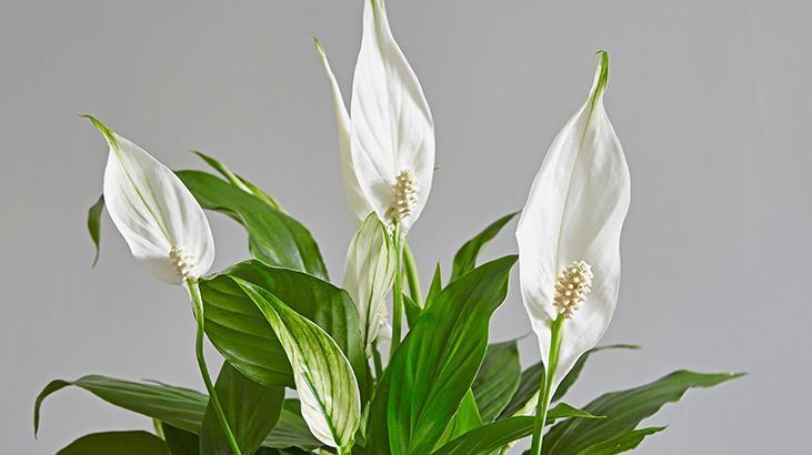 6- Yelken Çiçeği (Peace Lily)