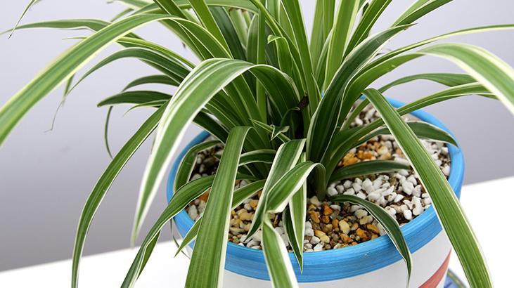 7- Kurdele Çiçeği (Spider Plant)