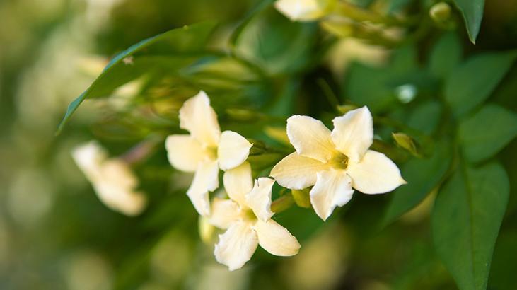 9- Yasemin Çiçeği (Jasmine)