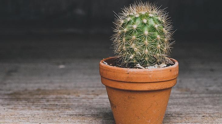 4- Bakteriler ve mantarlar 4- Bakteriler ve mantarlar