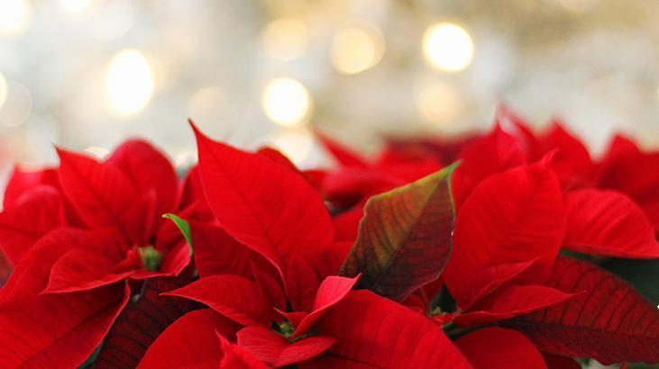 2- Atatürk çiçeği 2- Atatürk çiçeği