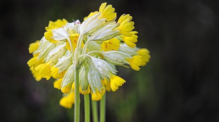 4- Çuha çiçeği 4- Çuha çiçeği