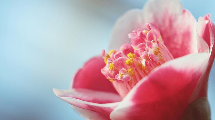 5- Kamelya 5- Kamelya