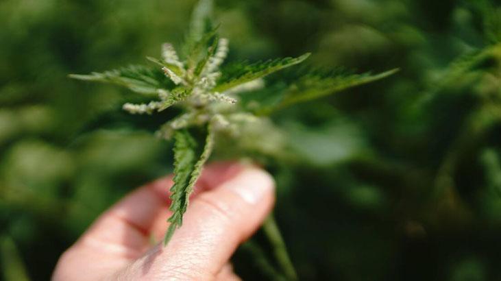 ISIRGAN TOHUMU YAĞI