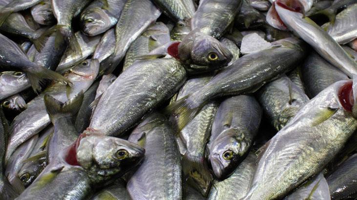 Aralık ayında hangi balığı yiyelim Vitamini çok yüksek, yiyeni kalkan gibi koruyor