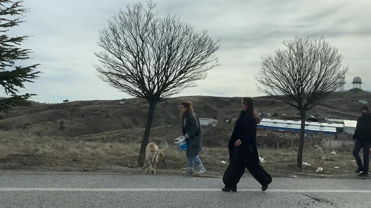 Ankarada başıboş köpekler böyle görüntülendi