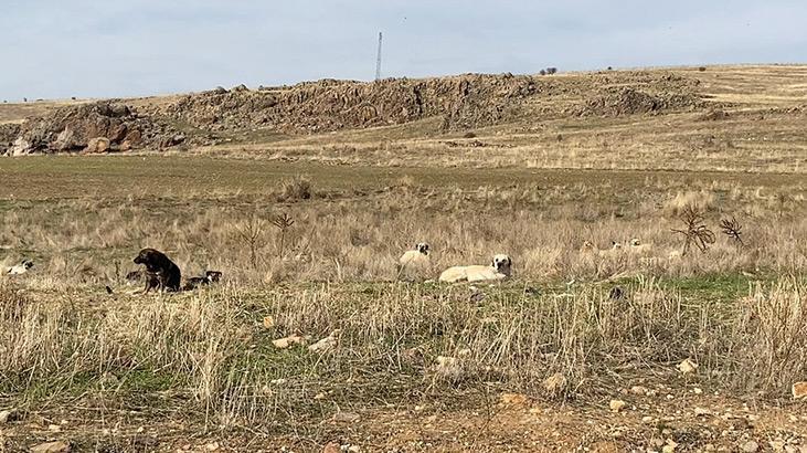 Ankarada başıboş köpekler böyle görüntülendi