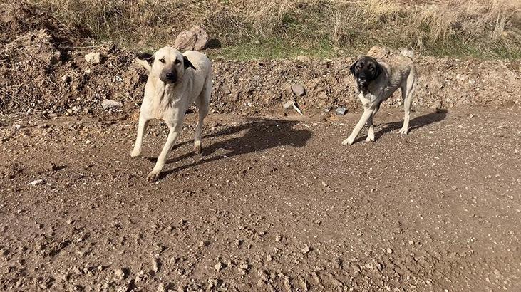 Ankarada başıboş köpekler böyle görüntülendi