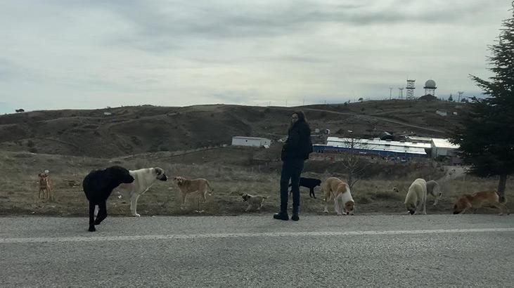 Ankarada başıboş köpekler böyle görüntülendi