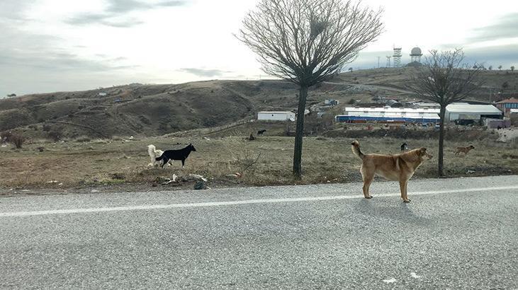 Ankarada başıboş köpekler böyle görüntülendi