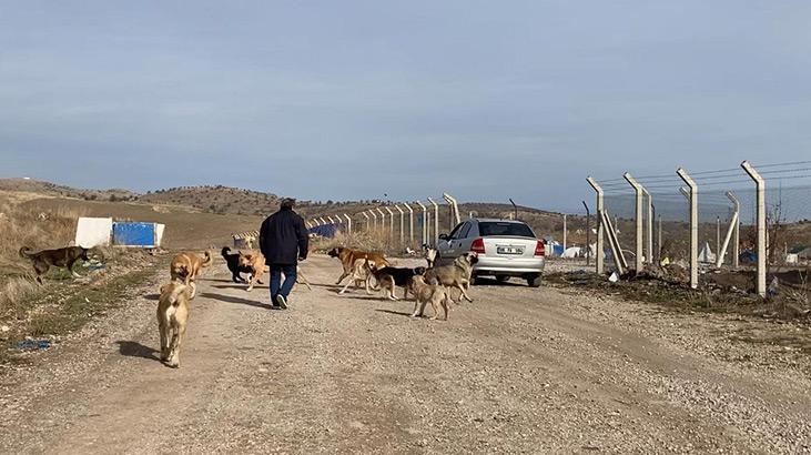 Ankarada başıboş köpekler böyle görüntülendi