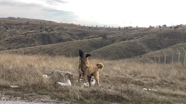Ankarada başıboş köpekler böyle görüntülendi