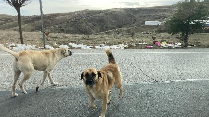 Ankarada başıboş köpekler böyle görüntülendi