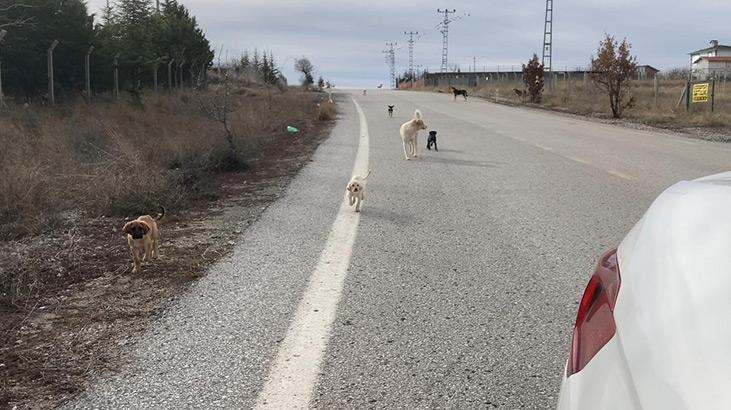 Ankarada başıboş köpekler böyle görüntülendi