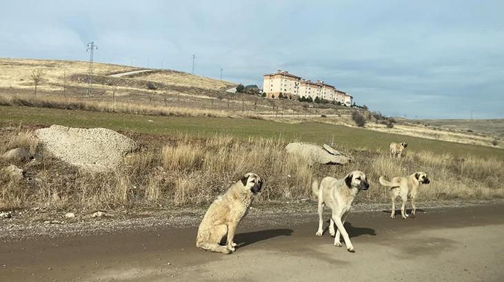 Ankarada başıboş köpekler böyle görüntülendi