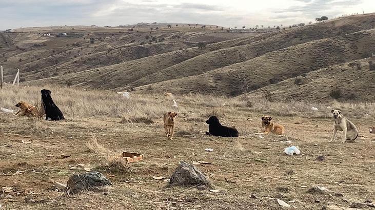 Ankarada başıboş köpekler böyle görüntülendi