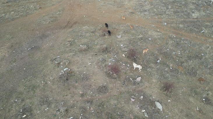 Ankarada başıboş köpekler böyle görüntülendi