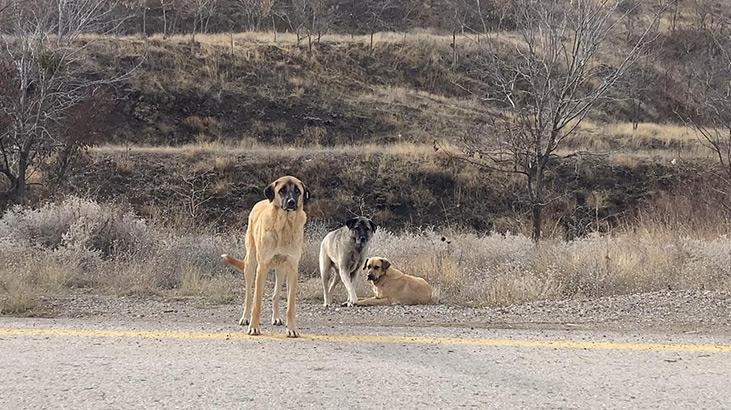 Ankarada başıboş köpekler böyle görüntülendi
