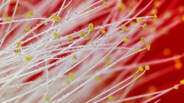 AKASYA TOZUYLA AÇLIĞINIZI GİDERİN AKASYA TOZUYLA AÇLIĞINIZI GİDERİN