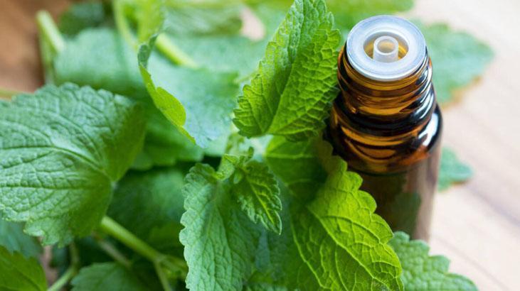 Hürrem Sultanın güzellik sırrı buymuş 1 damlası bile cildi kusursuz, lekesiz yapıyor Hürrem Sultanın güzellik sırrı buymuş 1 damlası bile cildi kusursuz, lekesiz yapıyor