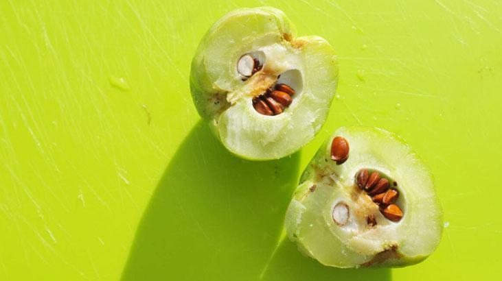 Cam gibi cildin sırrı ayva çekirdeği Kozmetiklere para dökmeyin, adeta kolajen bombası
