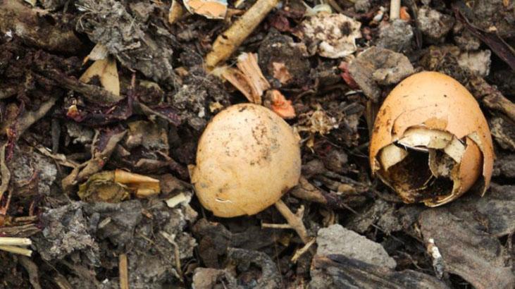 Çöpe değil, saksı dibine atın Çay poşetinin 1 tanesi bile coştukça coşturuyor