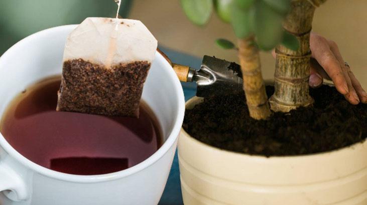 Çöpe değil, saksı dibine atın Çay poşetinin 1 tanesi bile coştukça coşturuyor