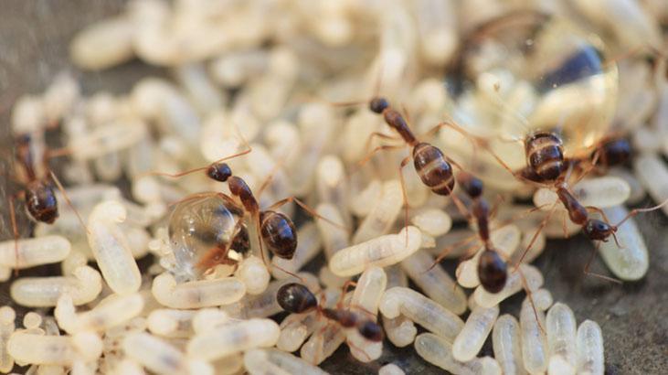 Karınca yumurtası tüyleri kökten kazıyor mu Ne lazer ne ağda, işte gerçek Karınca yumurtası tüyleri kökten kazıyor mu Ne lazer ne ağda, işte gerçek