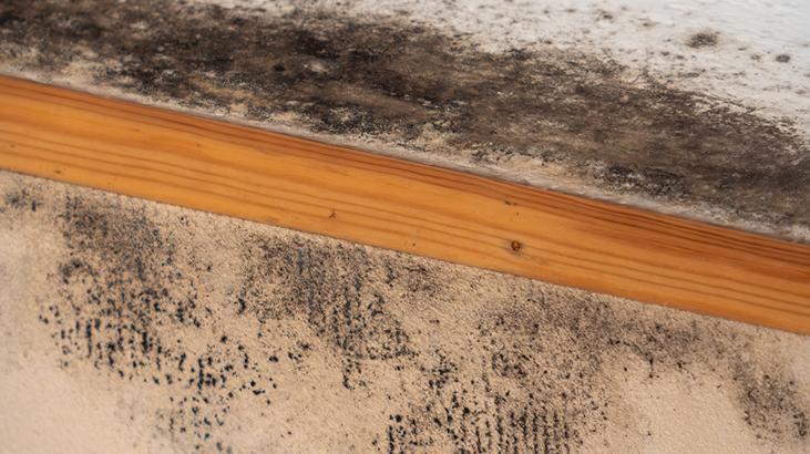 Tek çözümü koklamak Nemin kaynağını bulmazsanız evi terk edin