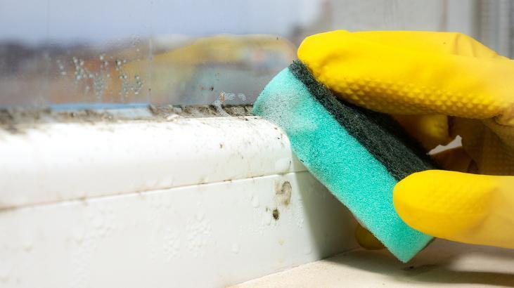 Tek çözümü koklamak Nemin kaynağını bulmazsanız evi terk edin