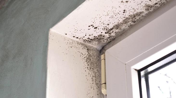 Tek çözümü koklamak Nemin kaynağını bulmazsanız evi terk edin