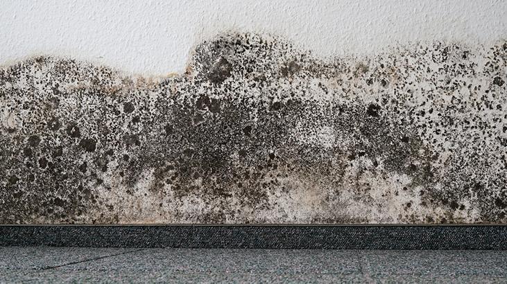 Tek çözümü koklamak Nemin kaynağını bulmazsanız evi terk edin